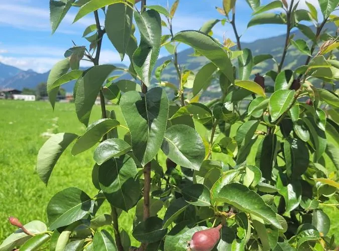 Alpen Quartier * Uderns